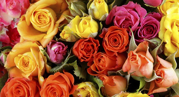 Blumenfee Rabattcode