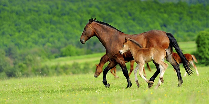 equiNatur Rabattcode