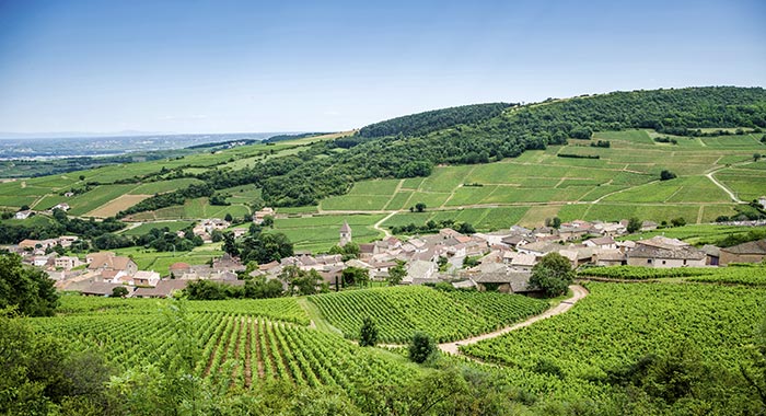 Schuler Weine Rabattcode